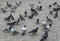 A flock of pigeons in Timisoara