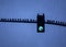 Flock of pigeons on a traffic light pole with one inside  a green light keeping warm and dry