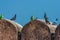 A flock of pigeons and two Indian ringed parrots