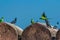 A flock of pigeons and two Indian ringed parrots