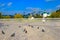 Flock of pigeons on viewing platform with view of Trinity Lavra of St. Sergius in Sergiev Posad, Russia