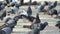 Flock of pigeons walk on concrete floor