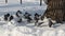 A flock of pigeons walking in the snow