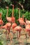 Flock of Pink Caribbean flamingos