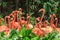 Flock of Pink Caribbean flamingos