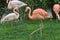 A flock of pink flamingos against a background of bright greenery. Flamingos or flamingoes are a type of wading bird.