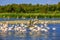 Flock of pink flamingos in Camargue national park