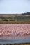 Flock of pink flamingos congregating near a tranquil body of water.