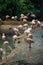 Flock of pink flamingos gathered on the shoreline of a tranquil body of water