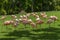 flock of pink flamingos grazing on a green meadow beside the pond, Loro parque, Tenerife