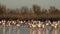 Flock of pink flamingos on lake,phoenicopterus, beautiful white pinkish bird in pond, water bird in its environment,Camargue, Fran