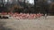 A flock of pink flamingos is located on the Bank of the pond