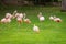 A flock of pink flamingos in a meadow in Loro Parque, Tenerife