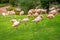 A flock of pink flamingos in a meadow in Loro Parque, Tenerife