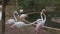 A flock pink flamingos near the pond