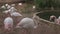 A flock pink flamingos near the pond