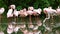 Flock of Pink Flamingos Preening its Feathers