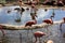 A flock of pink flamingos and reflection in the water. Flamingo. Wild birds. Zoo
