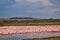 Flock of pink flamingos resting in the lake.