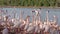 A flock of pink flamingos on the shore near the water.