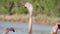 A flock of pink flamingos on the shore near the water.