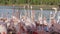 A flock of pink flamingos on the shore near the water.