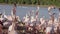 A flock of pink flamingos on the shore near the water.