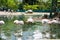 A flock of pink flamingos stands in a pond. Bird watching