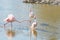 Flock pink flamingos walking in water in natural environment