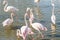 Flock pink flamingos walking in water in natural environment