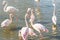 Flock pink flamingos walking in water in natural environment