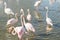 Flock pink flamingos walking in water in natural environment
