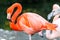 Flock of pink flamingos in wetlands