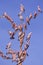 Flock of pink Galahs