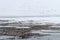 A flock of pintails (Anas acuta) in the tundra and on the ice of the river.