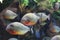 A flock of piranha fish in water