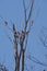 A flock of Plum Headed Finch Birds sitting in a tree