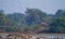 Flock of pratincoles at a wetland in western Indian state of Gujarat