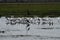 Flock of Preening Spoonbills