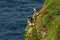 Flock of puffins, little cute and colorful birds nesting on a cliffs, Mykines island, Faroe Islands
