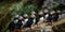 A flock of puffins perching on a rocky shore, ready to dive into the water for fish, concept of Coastal Wildlife