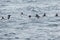 Flock of puffins skimming the waves