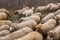 Flock of purebred sheeps are herded by a Kangal shepherd dog  for watering