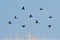 A flock of Pygmy Cormorants in flight against clear, blue sky. R