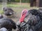 A flock or rafter of turkey's with a big red wattle