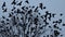 Flock of ravens at dusk flies from the tree slow motion