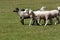 Flock of recently shorn sheep being herded by working dog in meadow