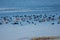 Flock of Red-crested Pochard Ducks with Common Coots and Little Grebe in Yashwant Sagar Reservoir