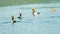 flock of Red-crested Pochard Netta rufina swimming on Chilka Lake Bird Sanctuary, Odisha, India