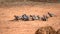 Flock of Red-faced mousebirds